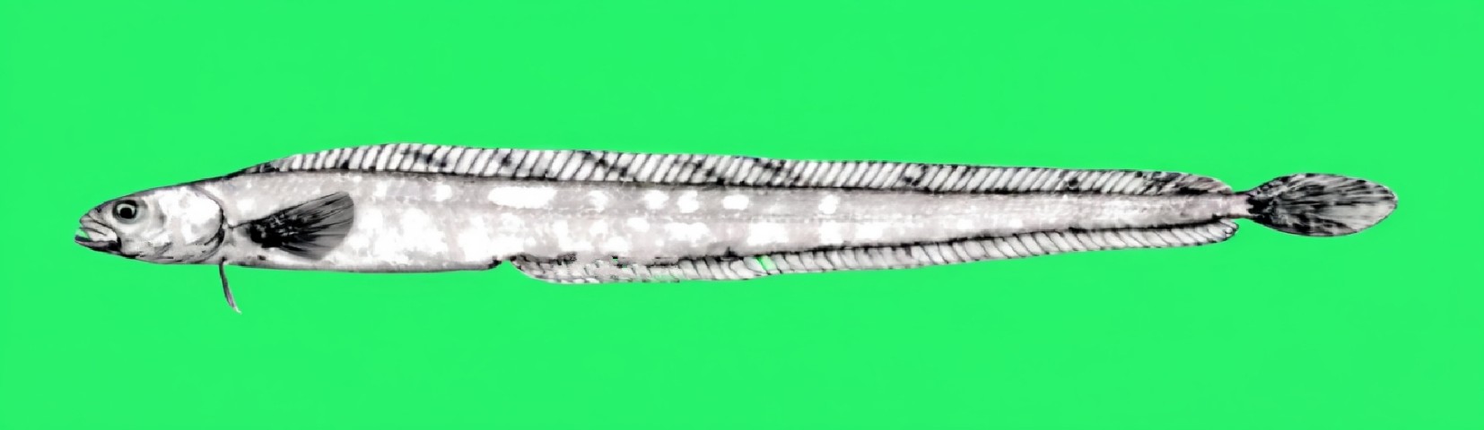 Snakeblenny