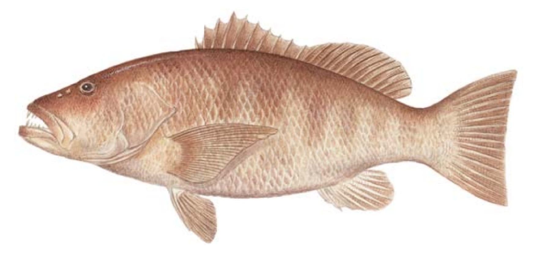 Snapper, Cubera