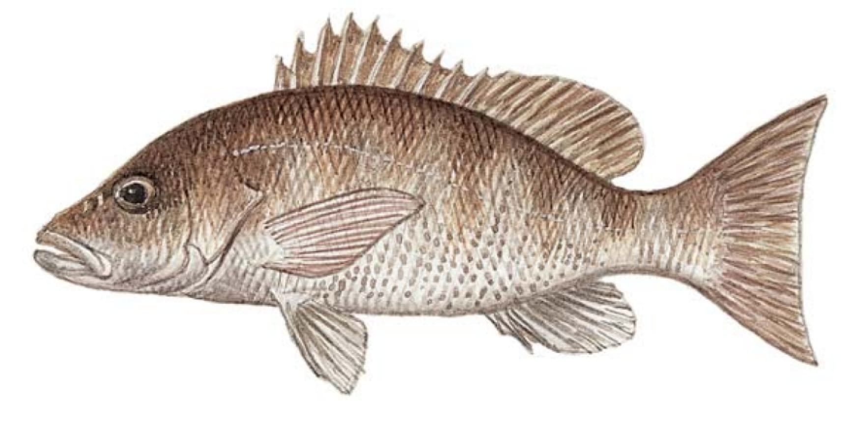 Snapper, Gray