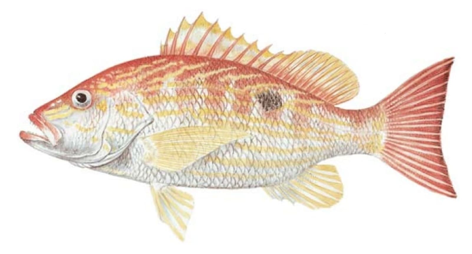 Snapper, Lane