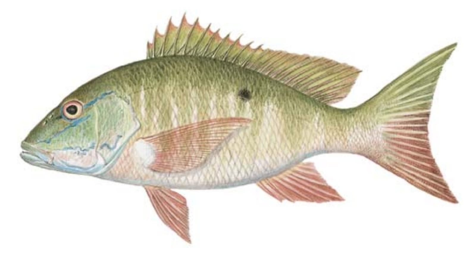Snapper, Mutton