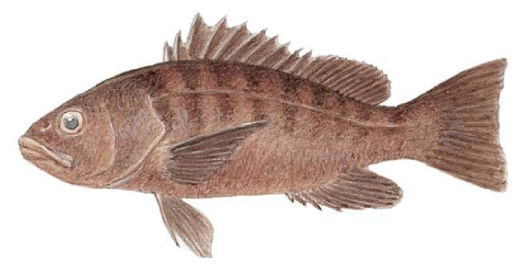 Snapper, Pacific Cubera