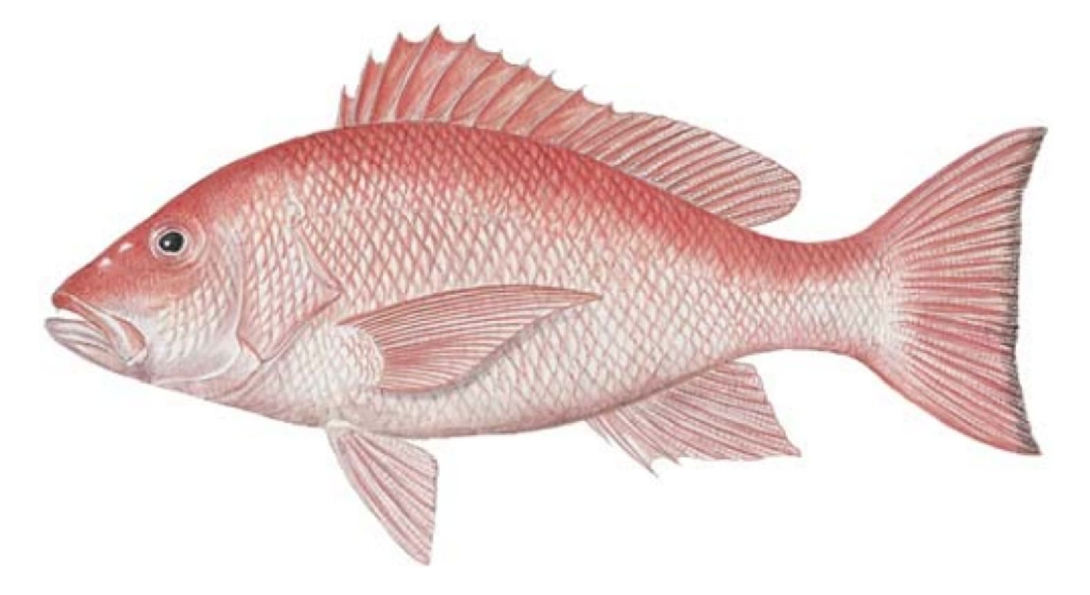 Snapper, Red