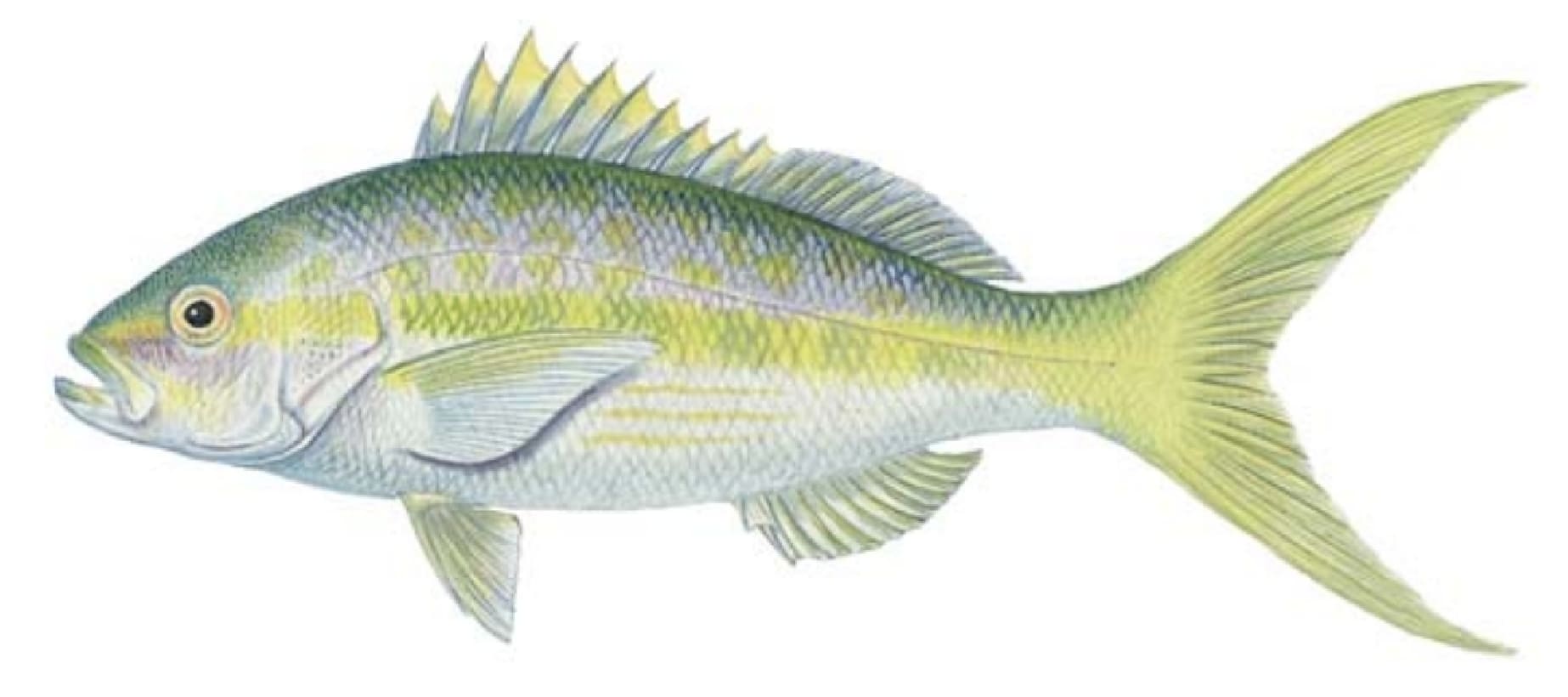 Snapper, Yellowtail
