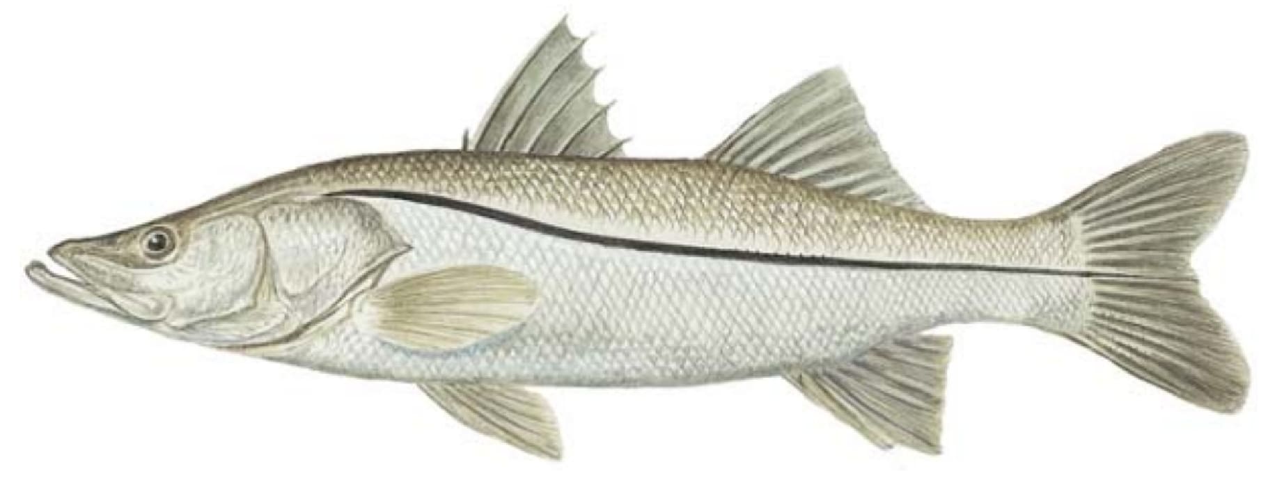 Snook, Common