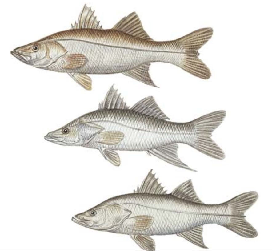 Snook: Fat Snook, Swordspine Snook, Tarpon Snook
