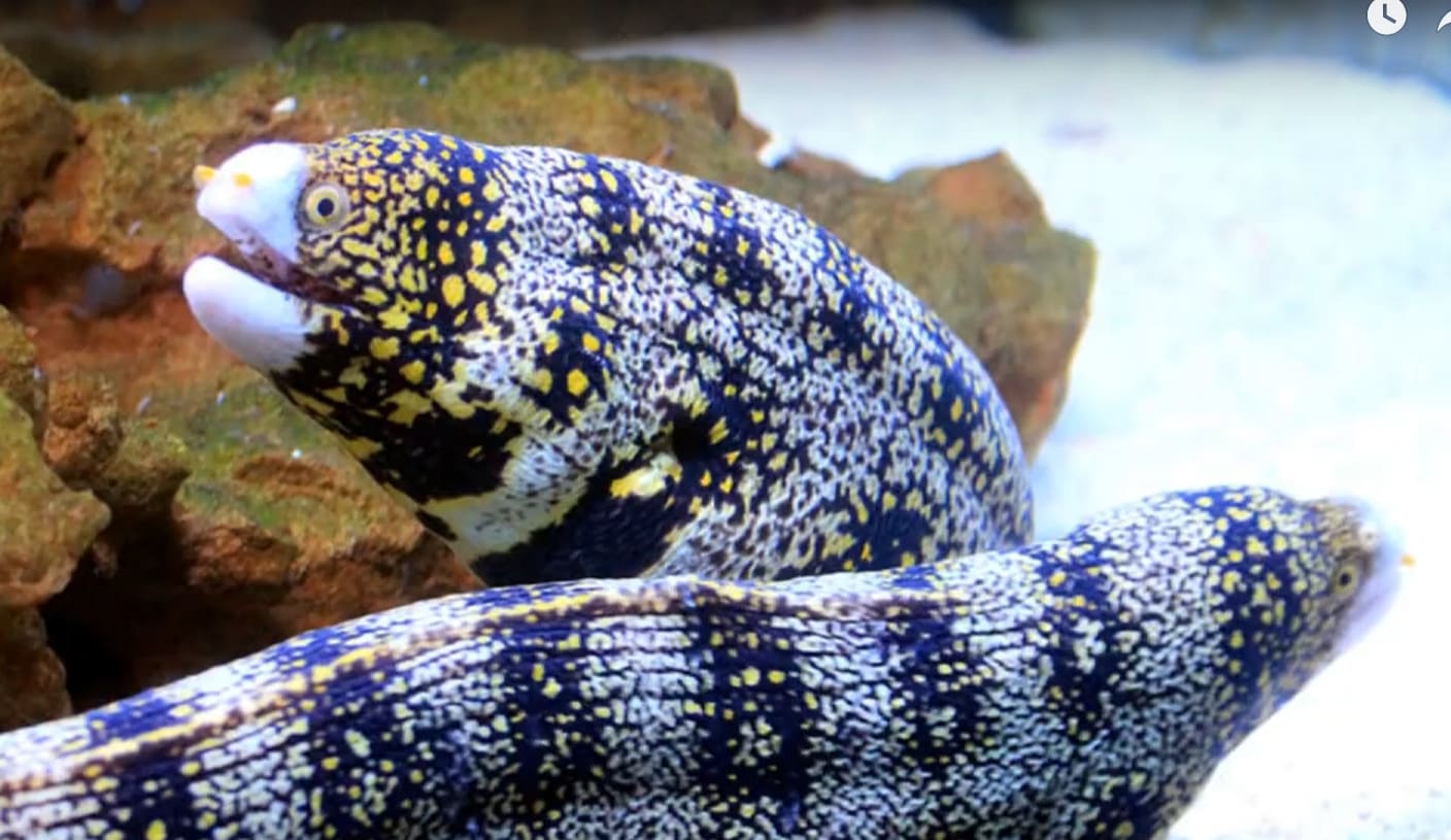 Snowflake moray