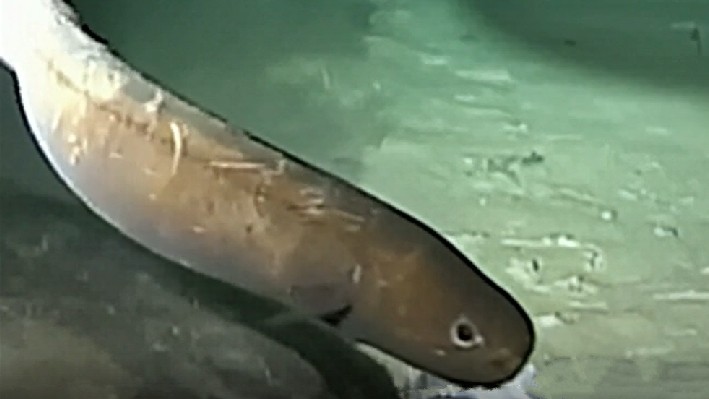 Snubnosed eel