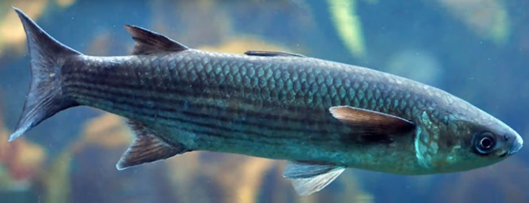 So-iuy mullet