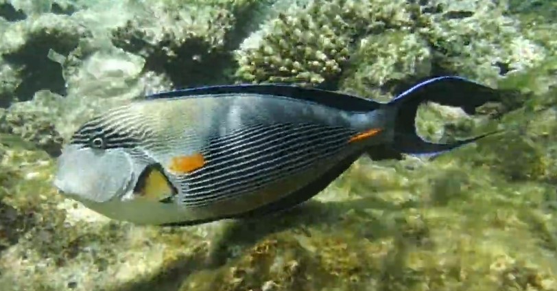 Sohal surgeonfish