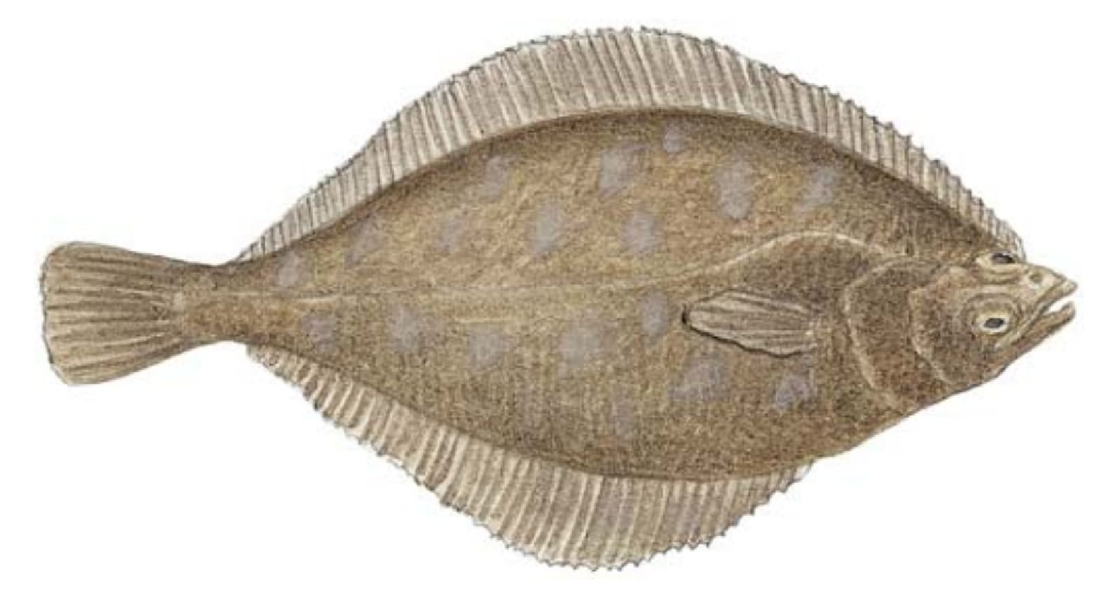 Sole, Petrale