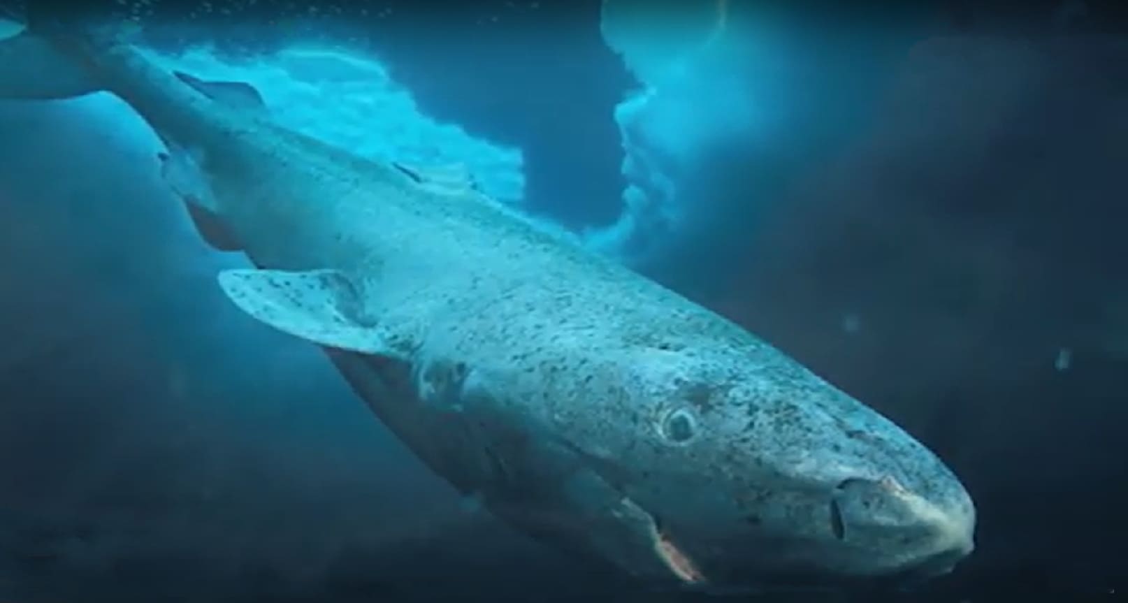 Southern Sleeper Shark