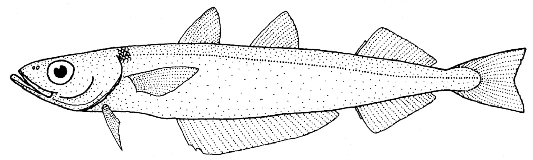 Southern blue whiting