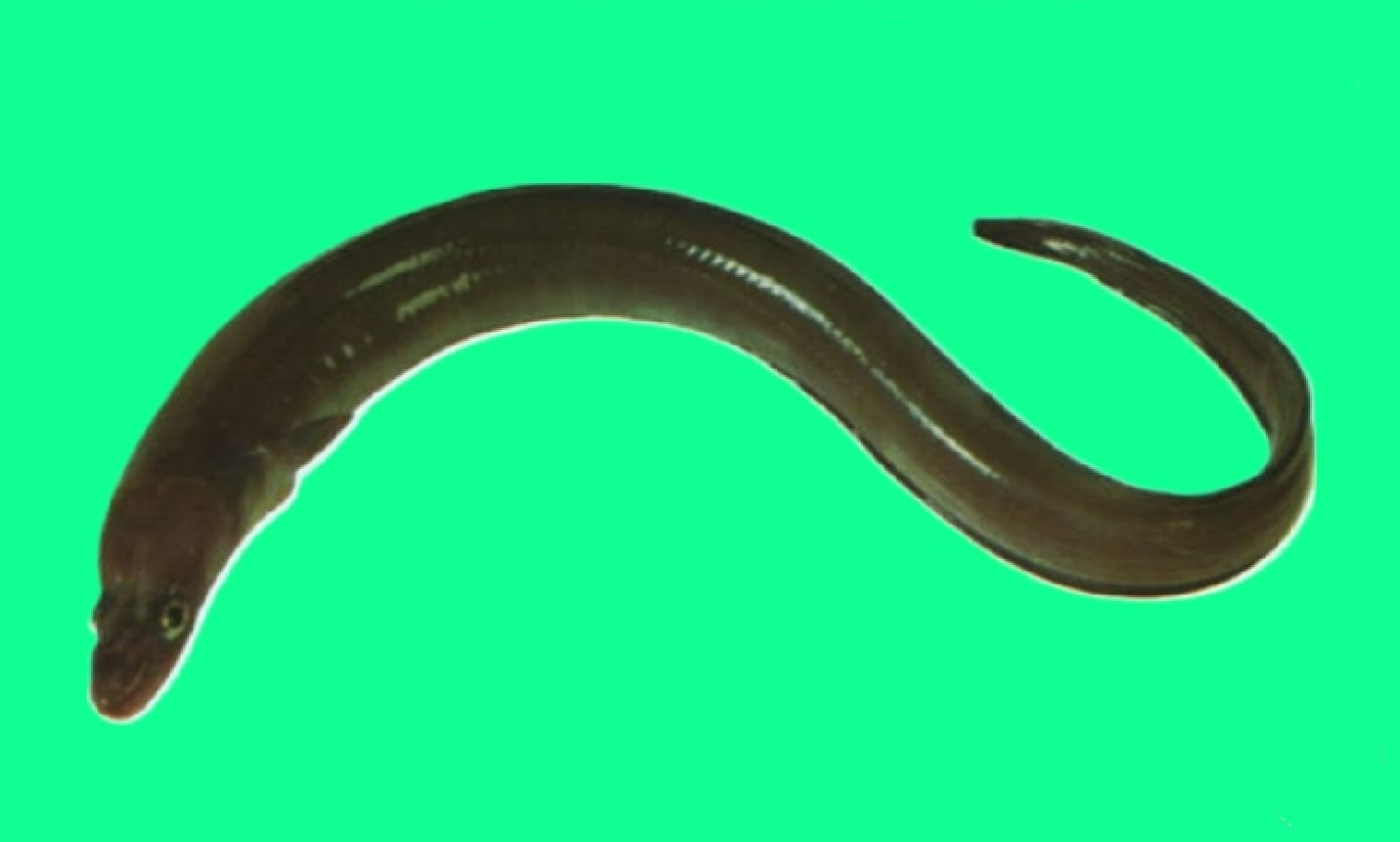 Southern conger