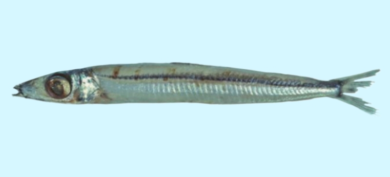 Southern herring smelt