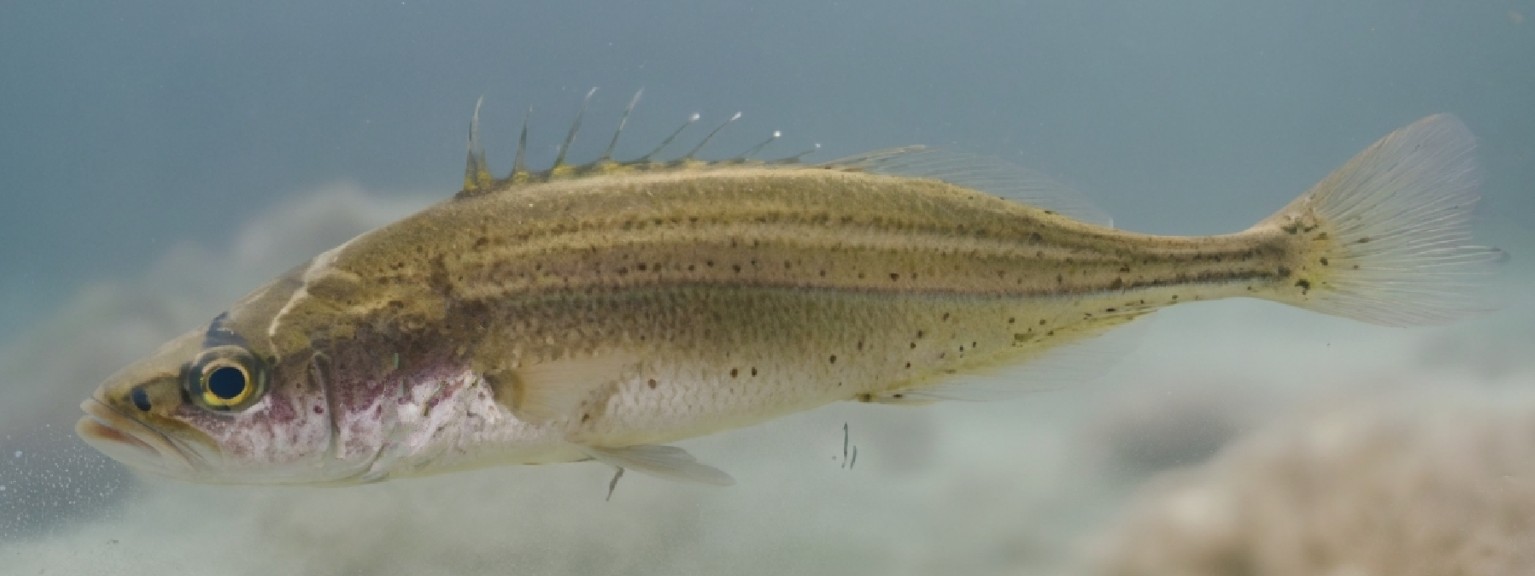 Southern ninespine stickleback