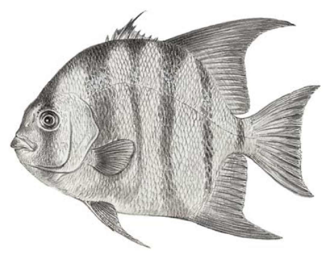 Spadefish; Atlantic Spadefish