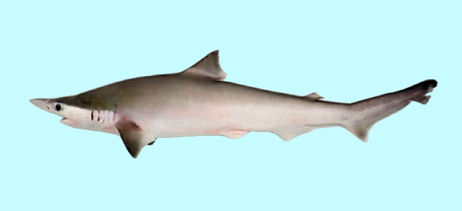 Spadenose shark