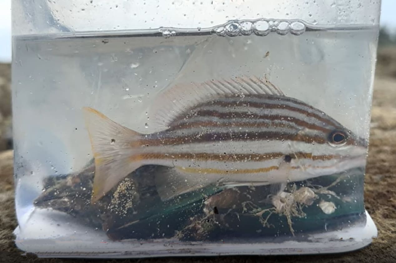Spanish flag snapper