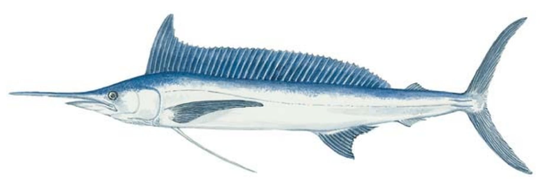 Spearfish, Longbill