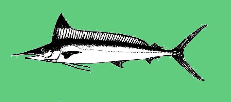 Spearfish, Mediterranean