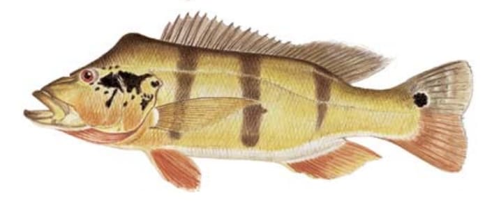 Speckled peacock bass