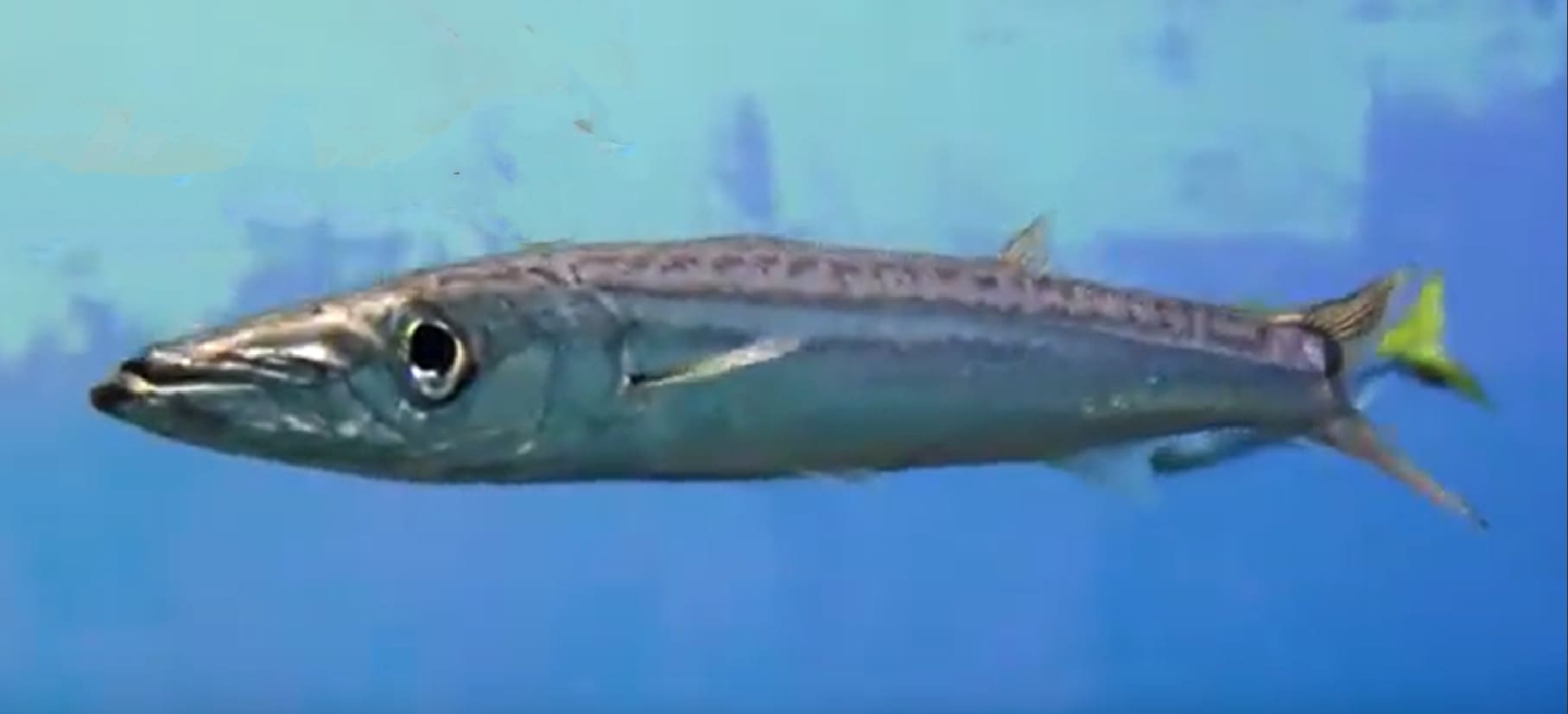 Japanese barracuda