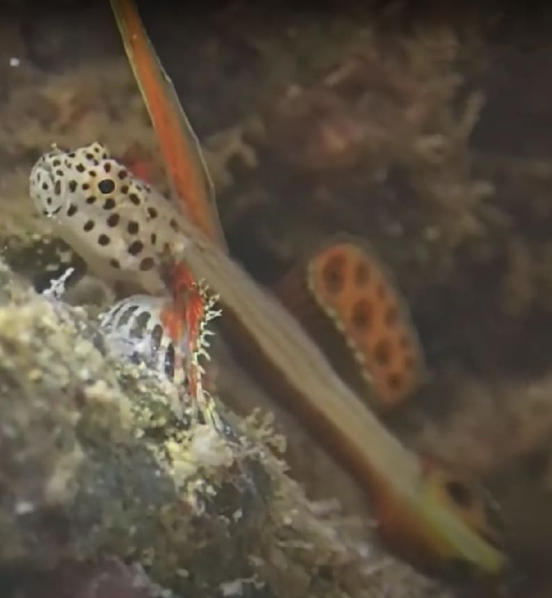 Spikefin goby