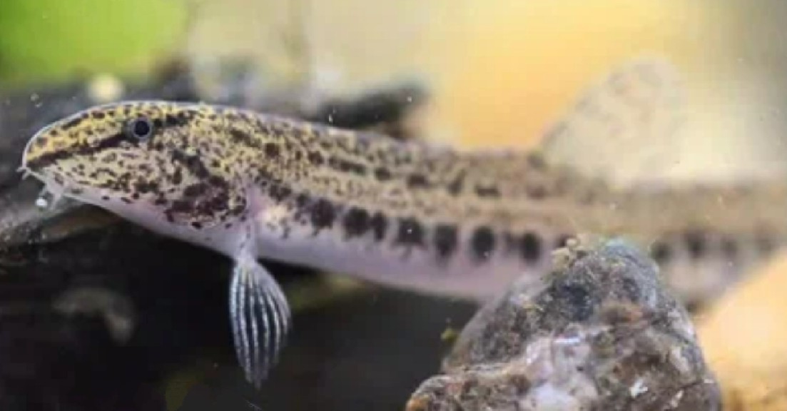 Spined loach
