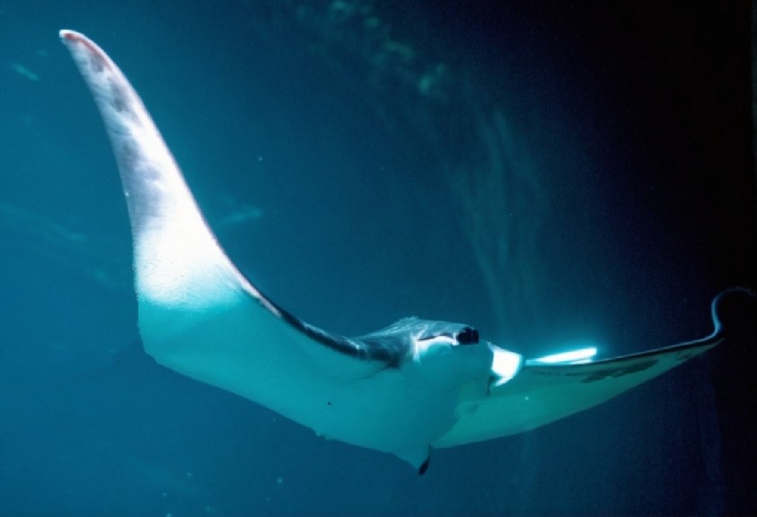 Spinetail mobula