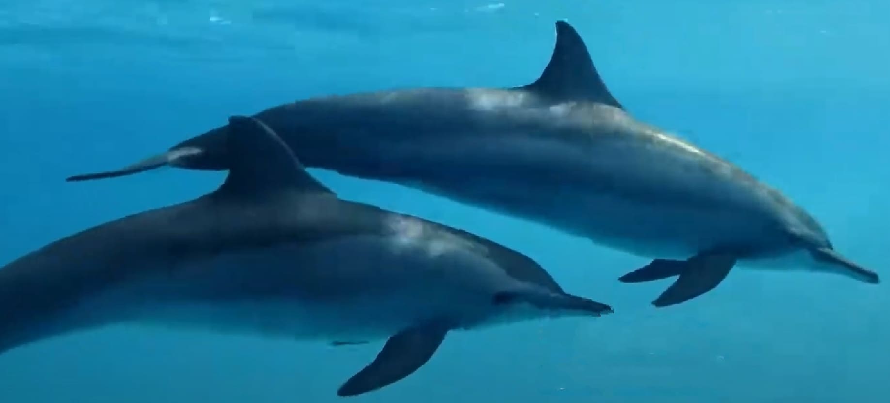 Spinner dolphin