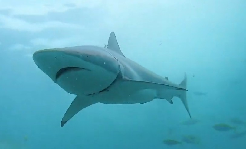 Spinner shark