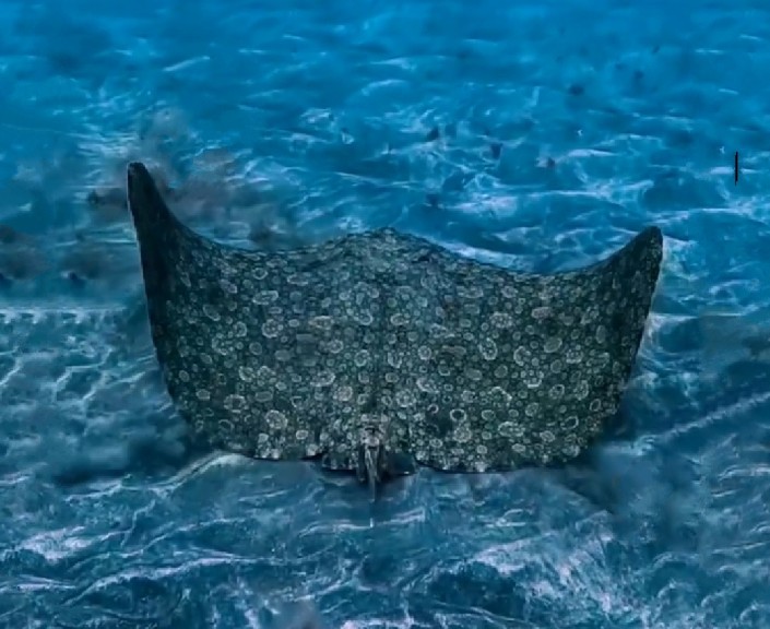 Spiny butterfly ray