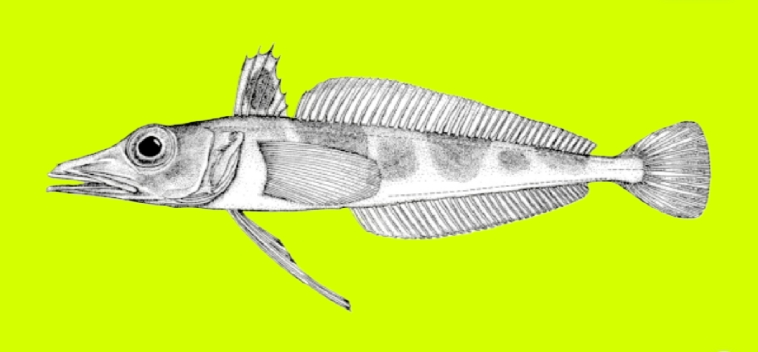 Spiny icefish