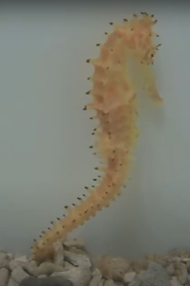 Spiny seahorse