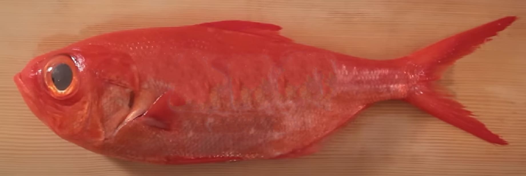 Splendid alfonsino