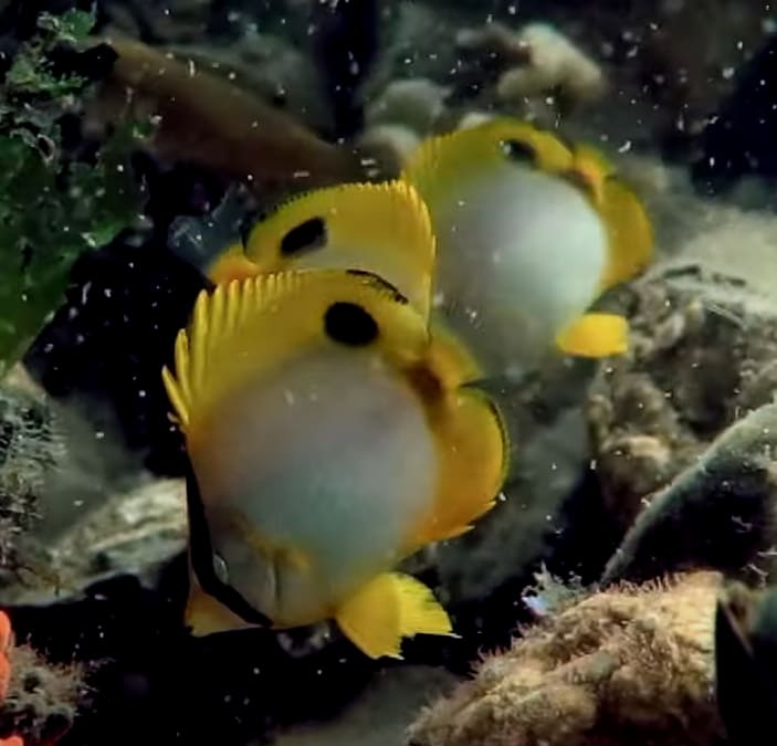 Spotfin butterflyfish
