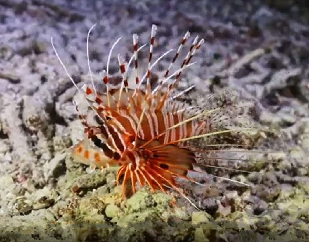 Spotfin lionfish