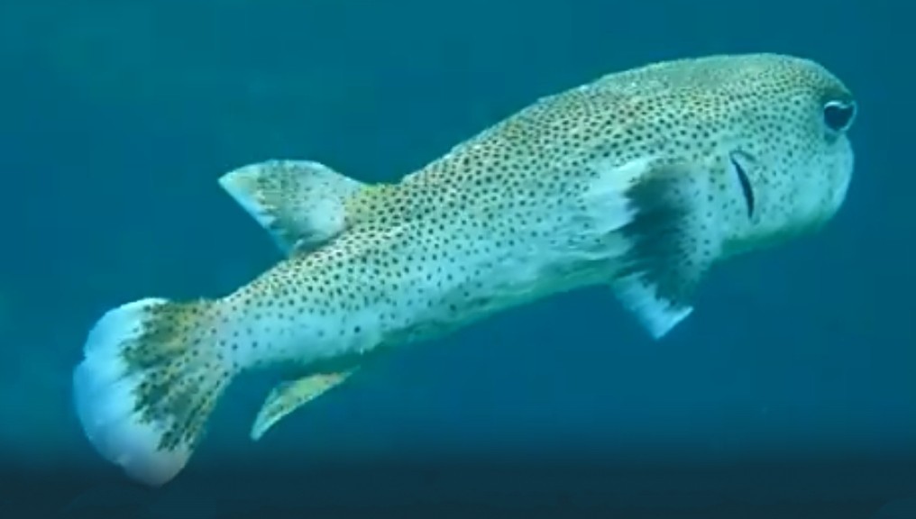 Spot-fin porcupinefish