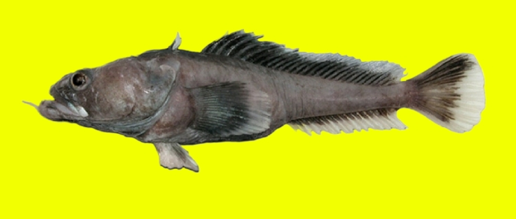 Spotless plunderfish