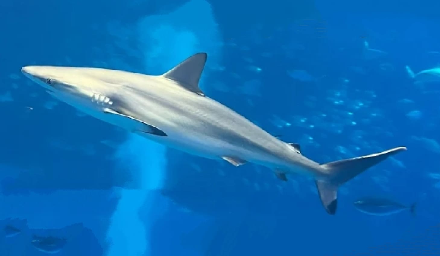 Spot-tail shark