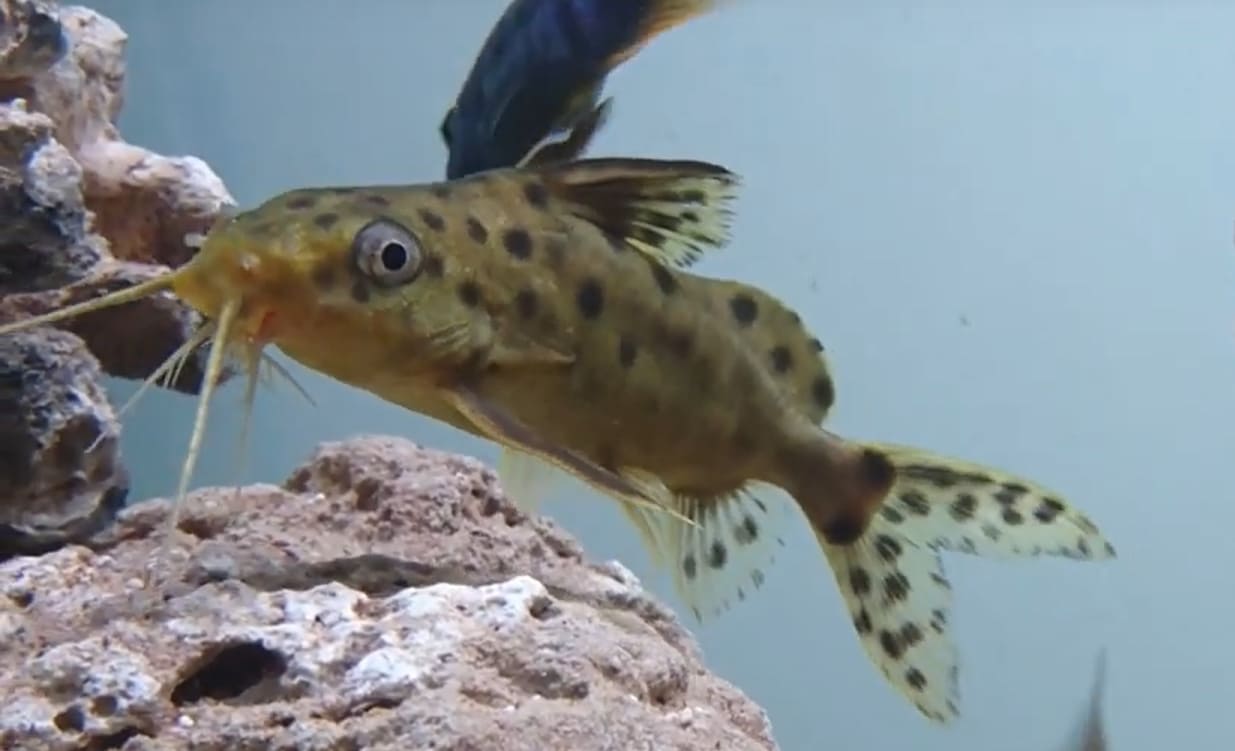 Spotted catfish