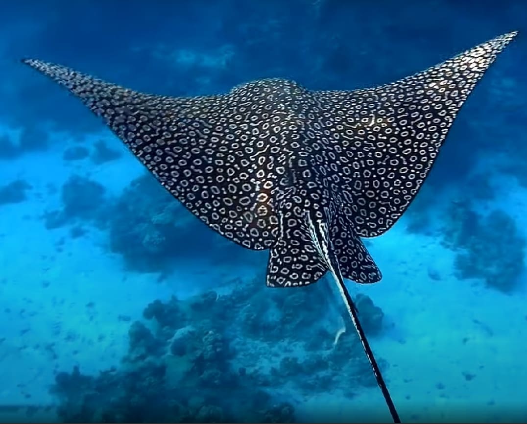 Spotted eagle ray