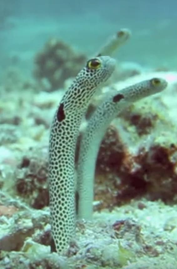 Spotted garden eel