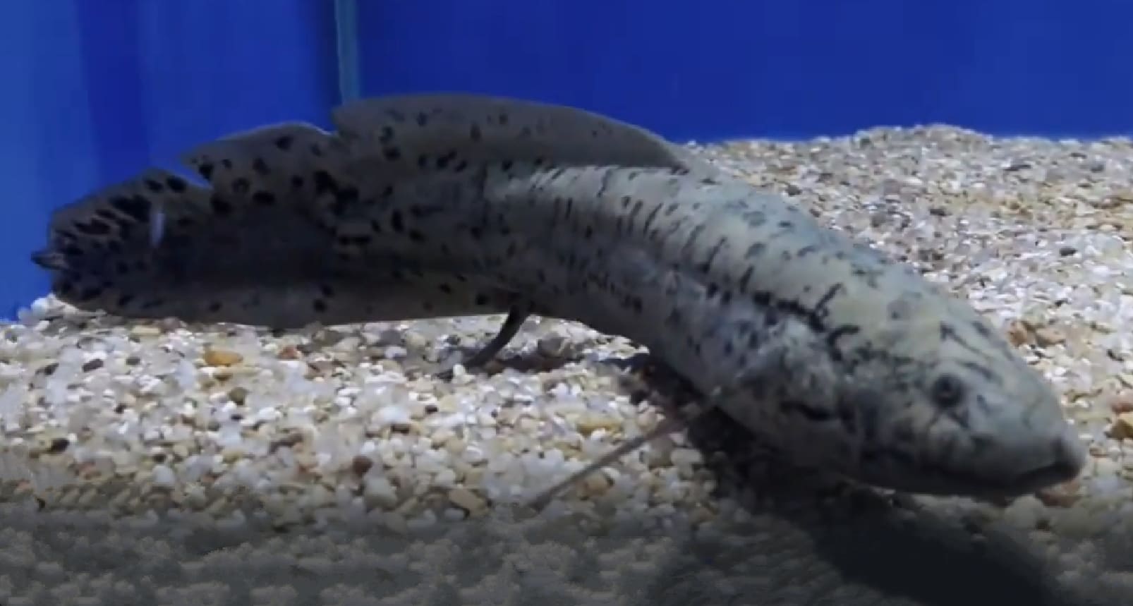 Spotted lungfish