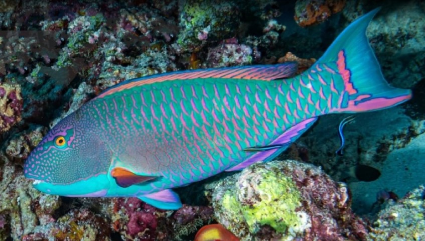 Spotted parrotfish