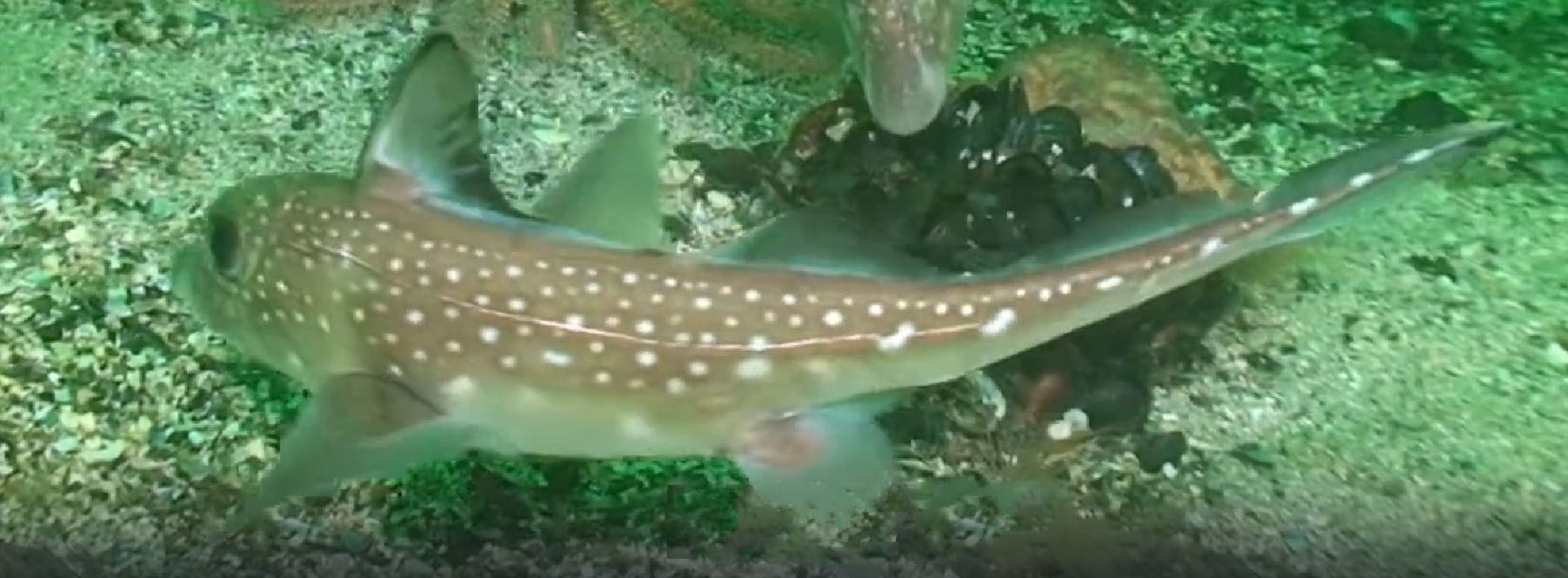 Spotted ratfish