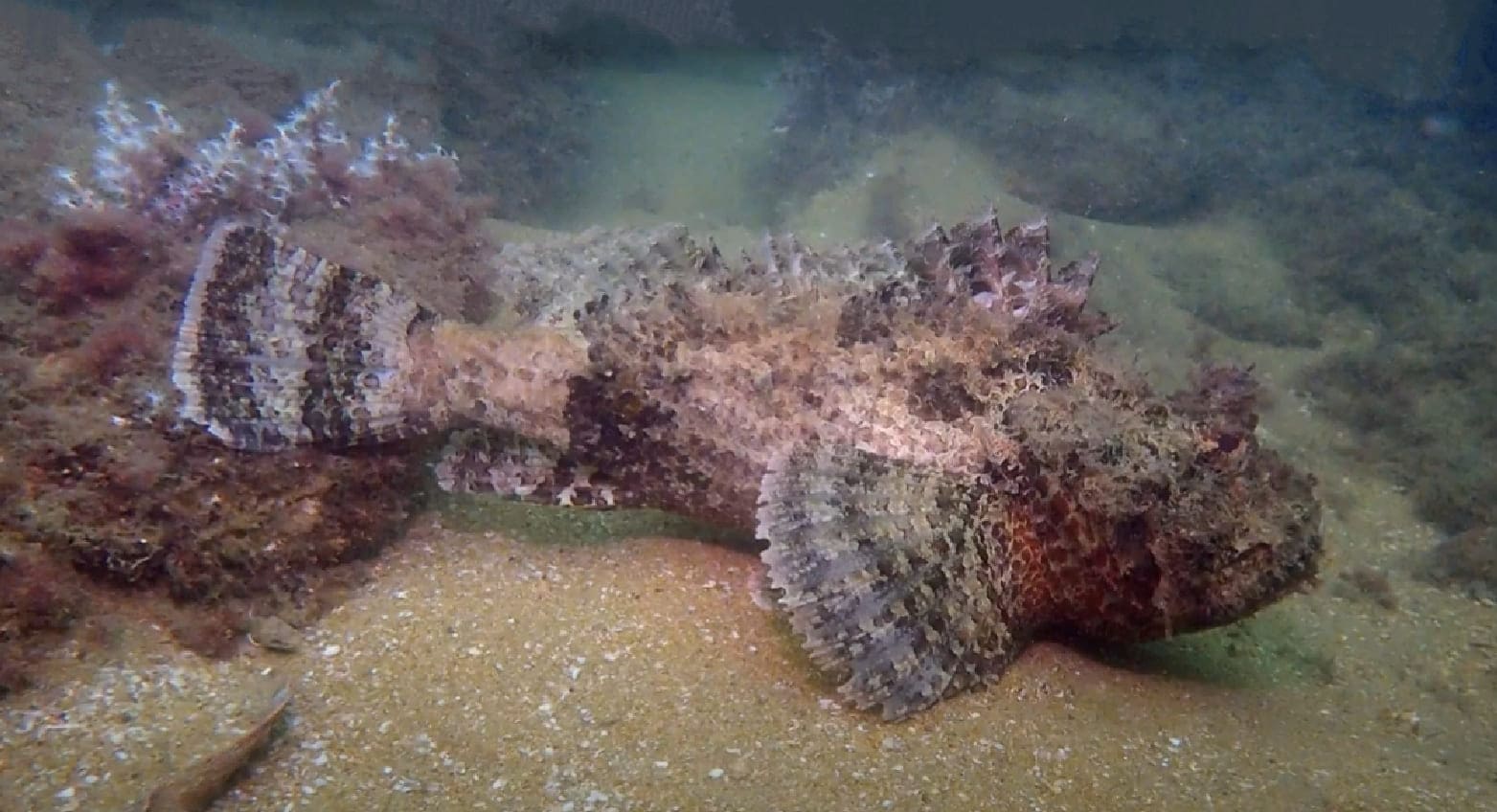Spotted scorpionfish