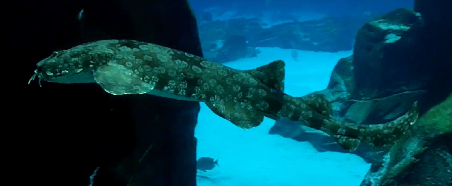 Spotted wobbegong