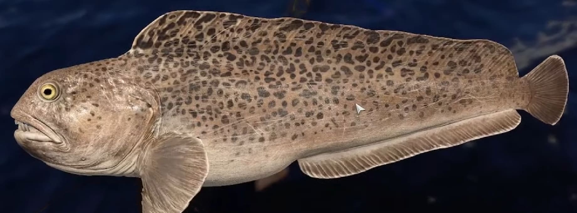 Spotted wolffish